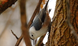 White_breasted_Nuthatch_44.JPG