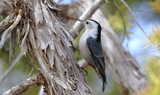 White_breasted_Nuthatch_66.JPG