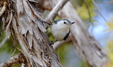 White_breasted_Nuthatch_67.JPG