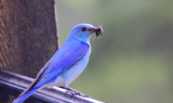 bluebird_13.JPG