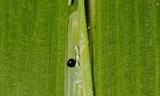 eufala_larva.JPG