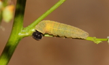 pylades_larva2.JPG